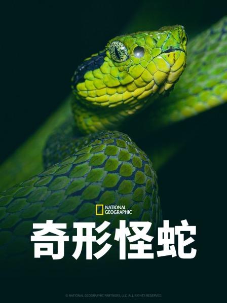 麻豆TV网站《奇形怪蛇》免费在线观看